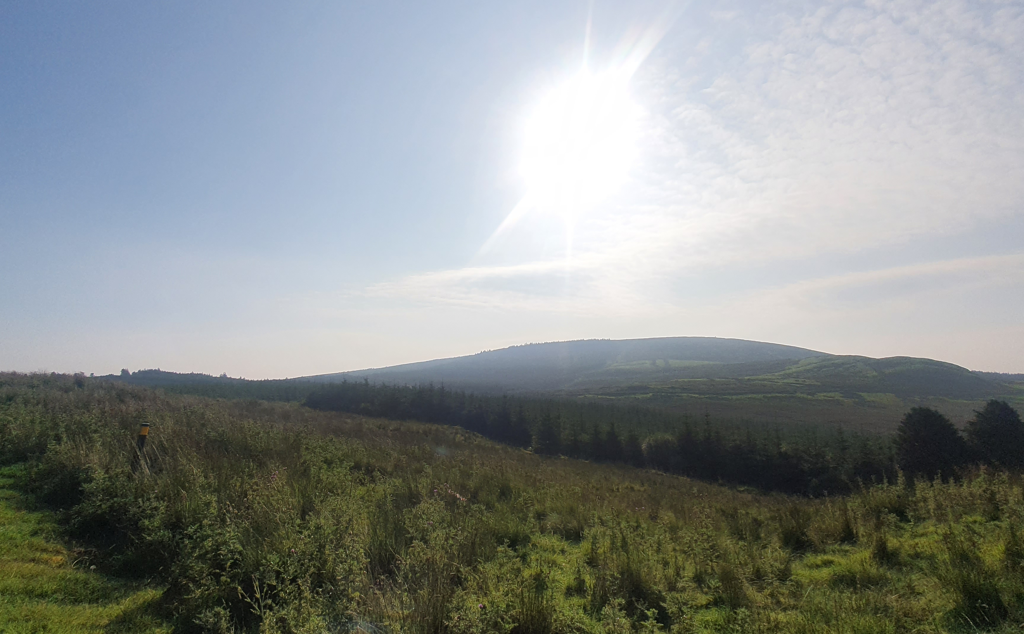 View of the site study area